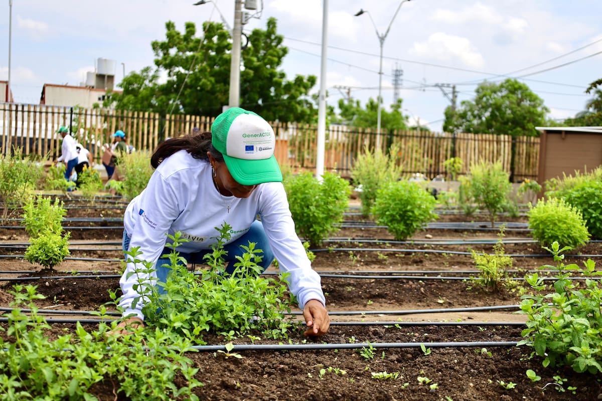 En el parque productivo – huertas comunitarias Las Gardenias, ya se están realizando los primeros cultivos.