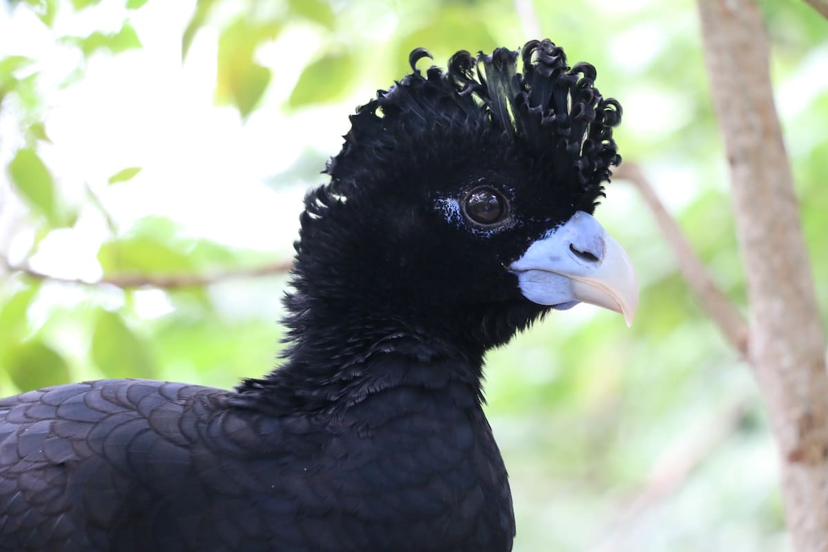 El paujil piquiazul. // Foto: cortesía - Aviario Nacional