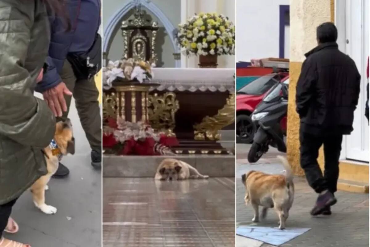 El perro que lidera tours y es la sensación en Sevilla, Valle del Cauca
