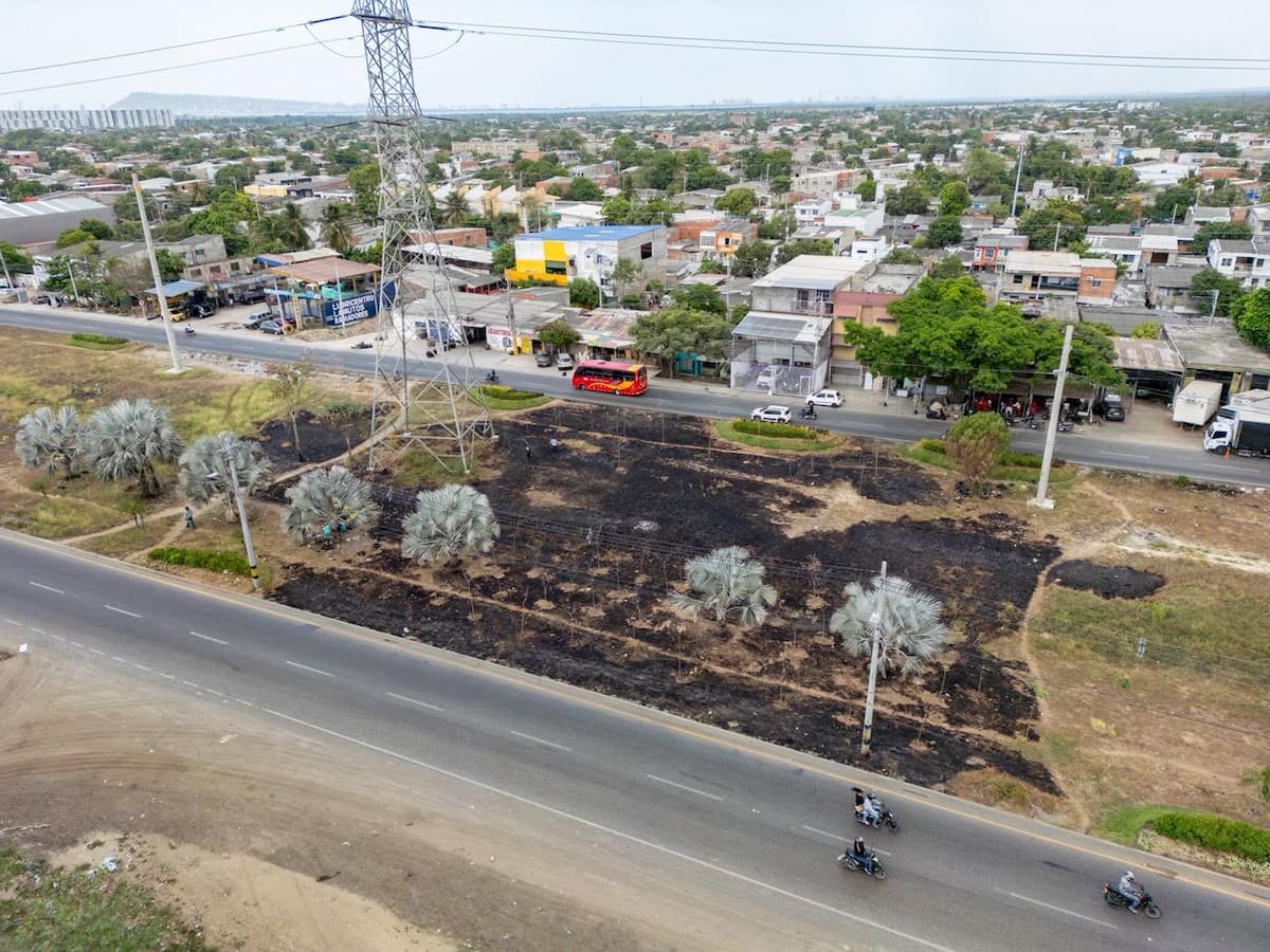 La quema en el separador vial en El Pozón generó pérdida total y parcial de la cobertura vegetal calcinada. // Foto: Cortesía - Alcaldía de Cartagena.