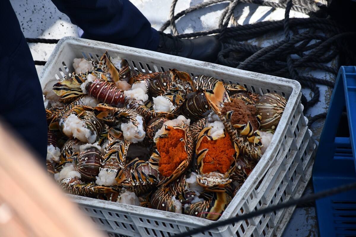 182 kilogramos de pesca blanca, 21 arpones artesanales y 102 tanques de buceo, entre otros elementos, fueron incautados. // Foto: cortesía