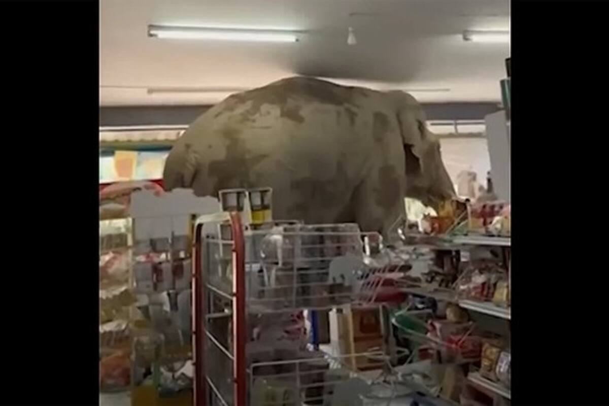 Elefante entra a tienda y roba: insólito momento quedó en video