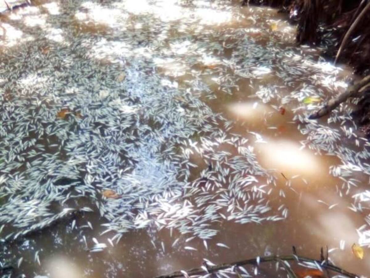 En febrero ocurrió una mortandad de peces.
