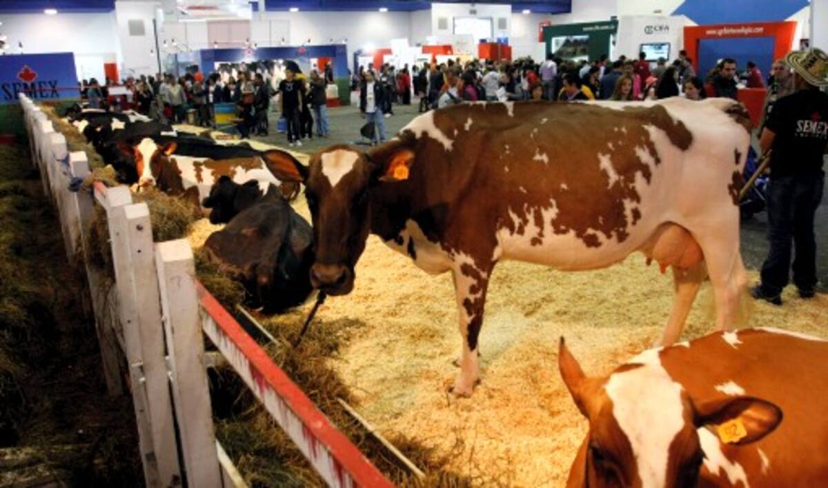 En la XVIII versión de Agroexpo, los visitantes podrán encontrar gran variedad de ganado, variedad equina, exhibiciones y muchos elementos necesarios para las labores del campo. MAURICIIO ALVARADO- COLPRENSA