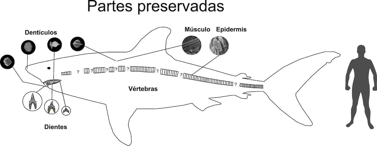 Representación de las partes preservadas del tiburón lamniforme gigante más antiguo del mundo. /COLPRENSA