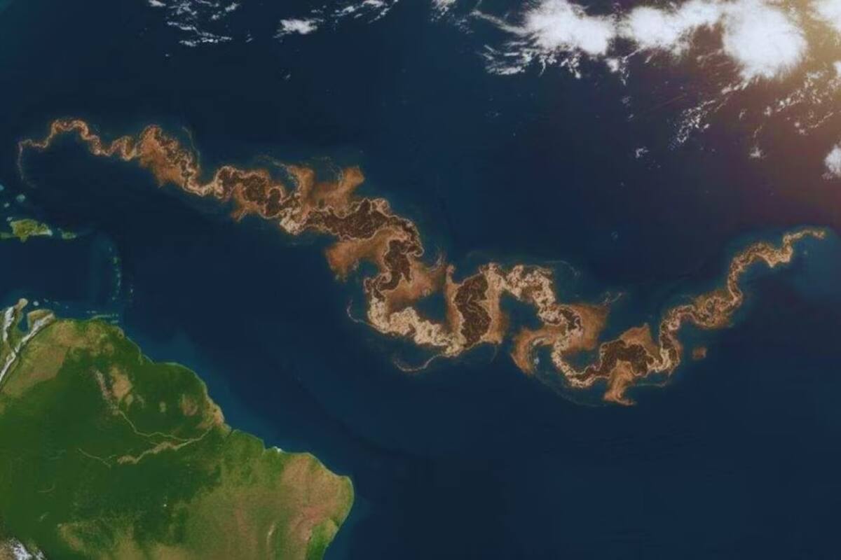 Enigma en el Atlántico: revelan origen de la franja marrón