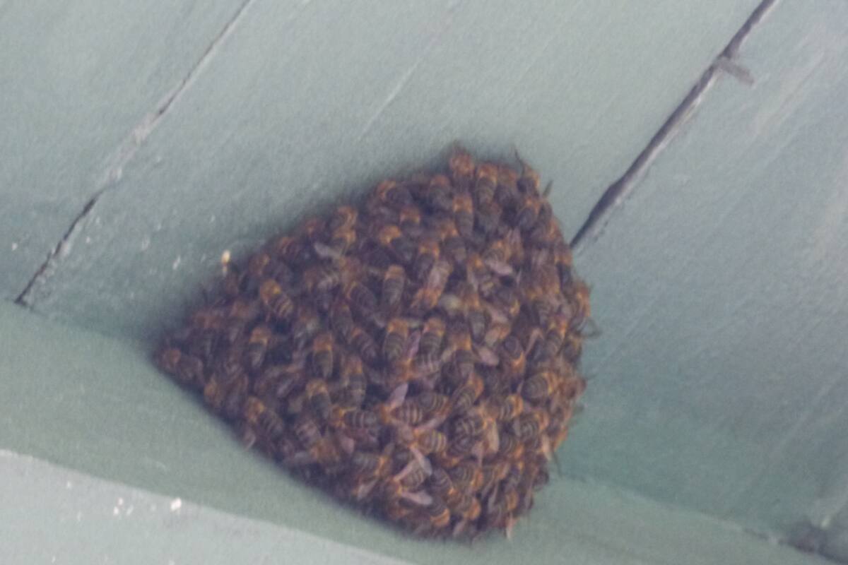 Trabajador murió tras la picadura de 200 abejas en una finca