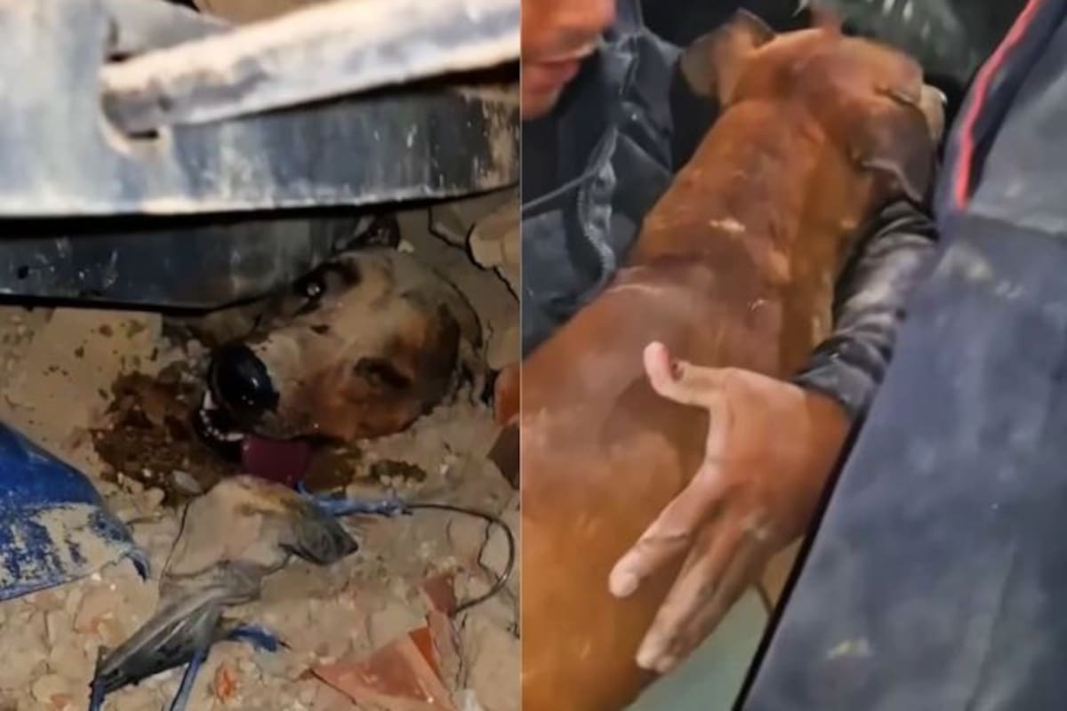 Video: así rescataron vivo a un perrito sepultado por terremotos en Venezuela