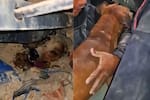 Video: así rescataron vivo a un perrito sepultado por terremotos en Venezuela