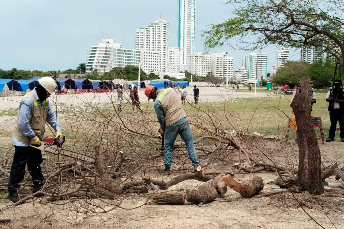 EPA Cartagena adelanta plan de choque contra la ‘pajarita’ que mata los árboles