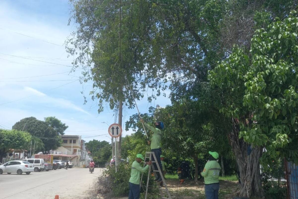 La planta parásita que el EPA erradica en el barrio El Socorro
