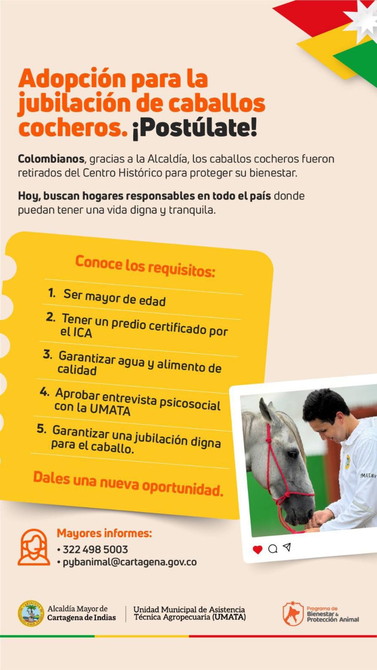 Estos son los requisitos para adoptar un caballo retirado en Cartagena. // Foto: cortesía Alcaldía