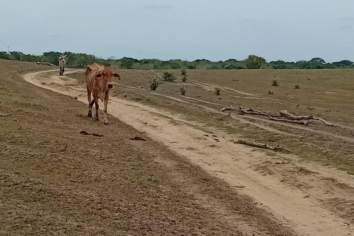 Fedegán propone medidas ante efectos climáticos en la ganadería