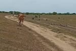 Fedegán propone medidas ante efectos climáticos en la ganadería