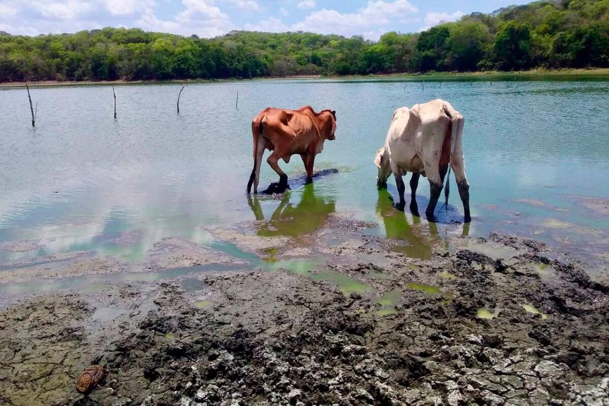 Fenómeno de El Niño en pueblos de Bolívar: altas temperaturas no pararán