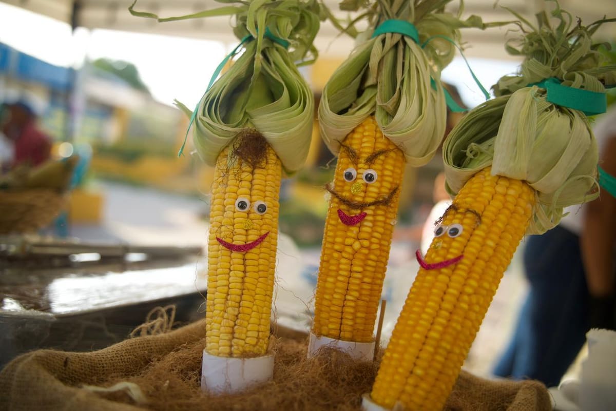 Festival del Bollo de Mazorca en Arjona. // Foto: cortesía - Gobernación de Bolívar