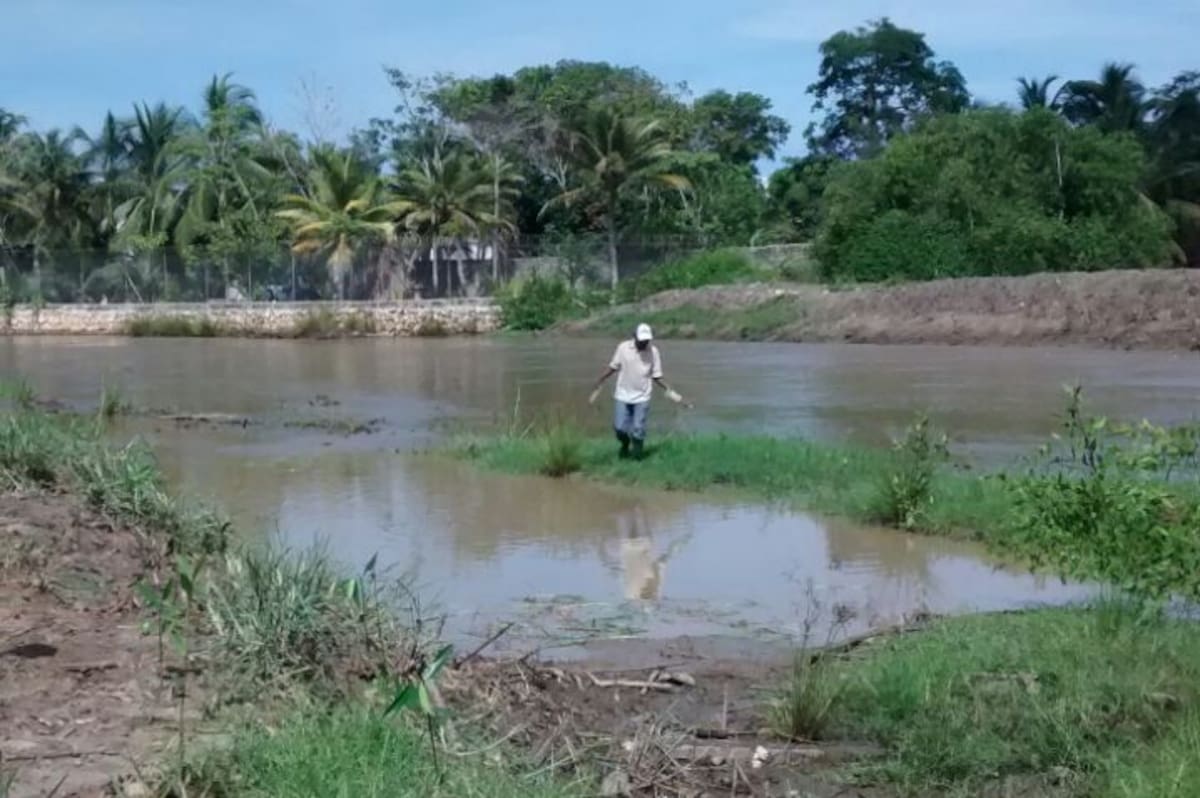 Se cumplió la siembra de 3 mil plántulas de manglar rojo en la boca del arroyo Pichilín. Cortesía