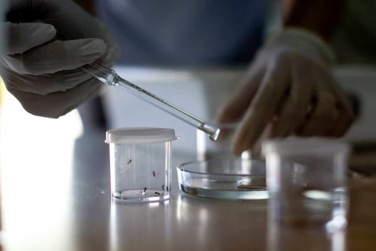 Estos son los municipios de Colombia en alerta por brote de fiebre amarilla