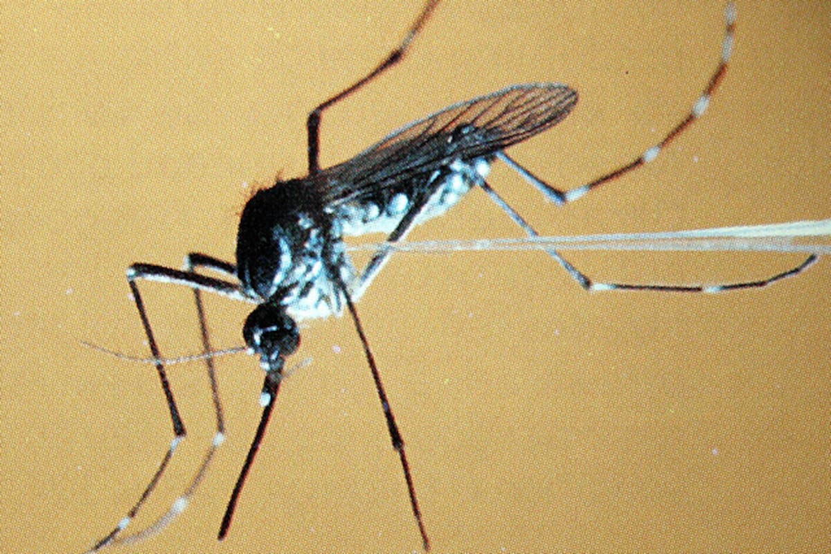 Alerta por casos de fiebre amarilla en Colombia: recomendaciones para prevenirla