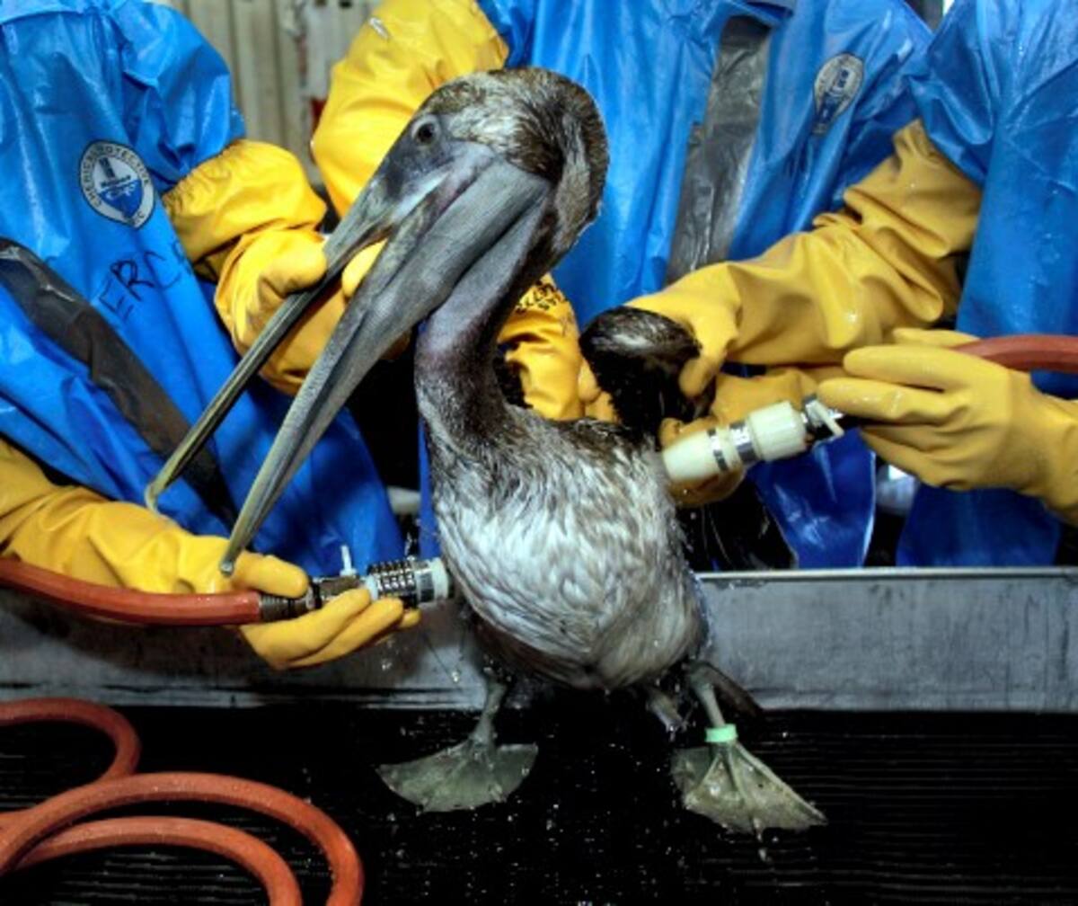 La mancha de petróleo sigue su recorrido afectando a los animales