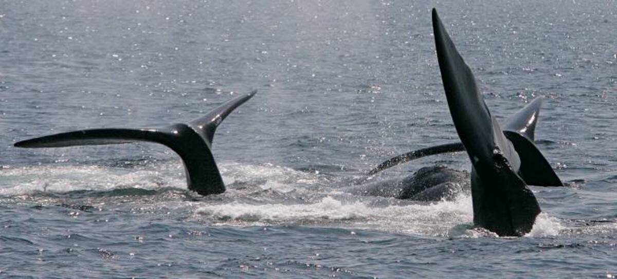 La ballena franca del Atlántico Norte, una especie en peligro de extinción, depende más de los sonidos que de la vista, y utiliza ruidos distintivos para mantenerse en contacto. AP Stephan Savoia