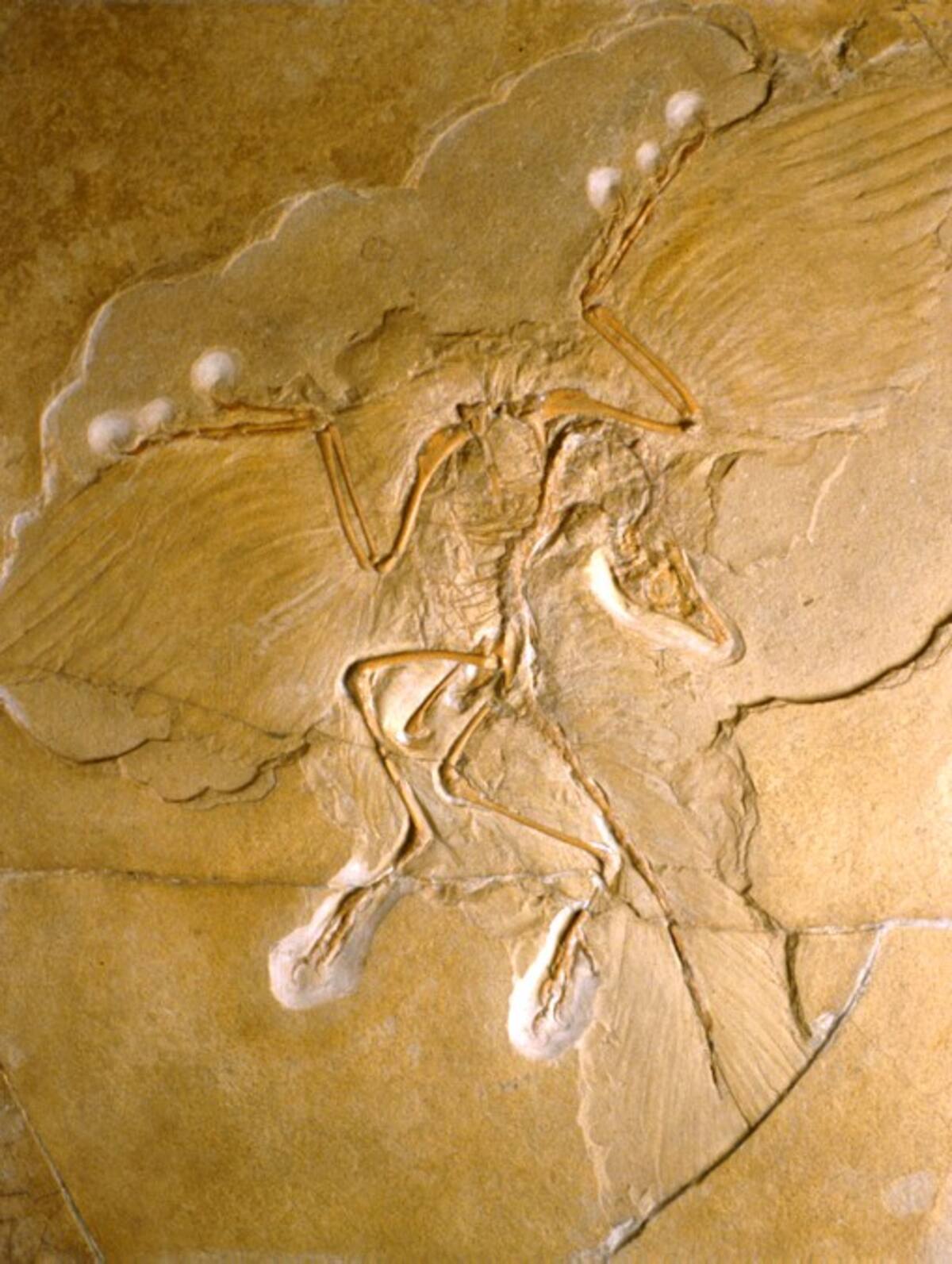 Científicos analizan si fósil es de dinosaurio o de una ave. AP