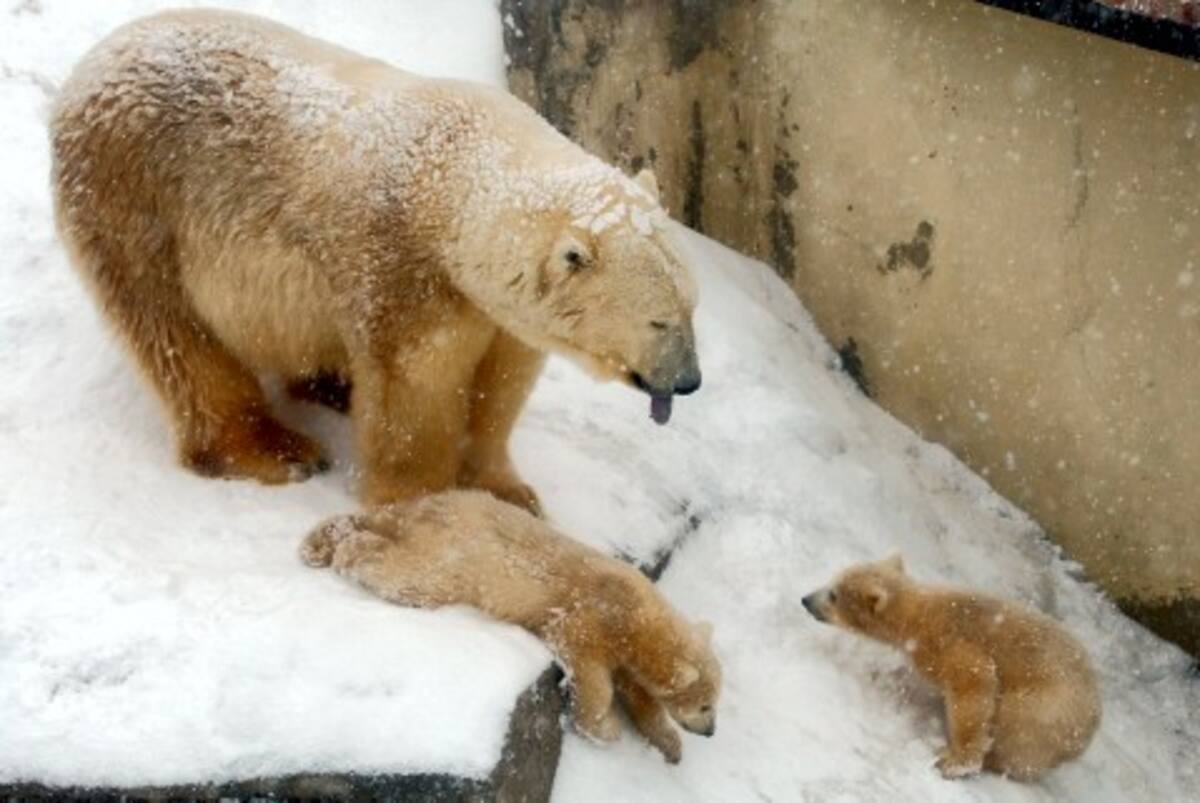 Los ecologistas temen que un derrame como el del Golgo de México acabaría con la fauna de Alaska.