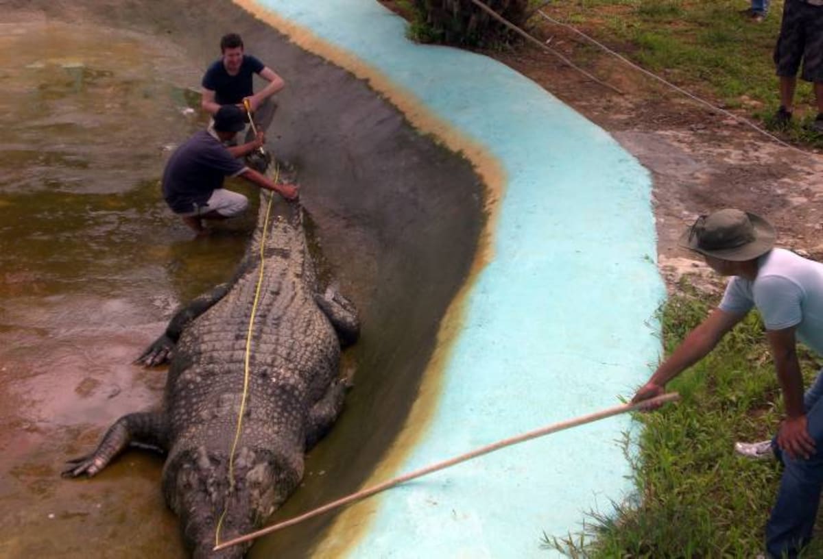 El cocodrilo de agua salada de más de una tonelada que fue capturado en septiembre pasado en Filipinas, fue declarado el más grande del mundo en cautiverio por el Libro Guinness de los Récords. AFP RICHARD GRANDE