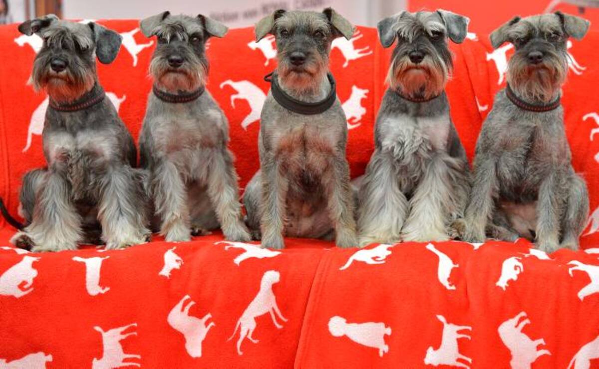Dog tv es el primer canal de televisión para perros AP Martin Meissner