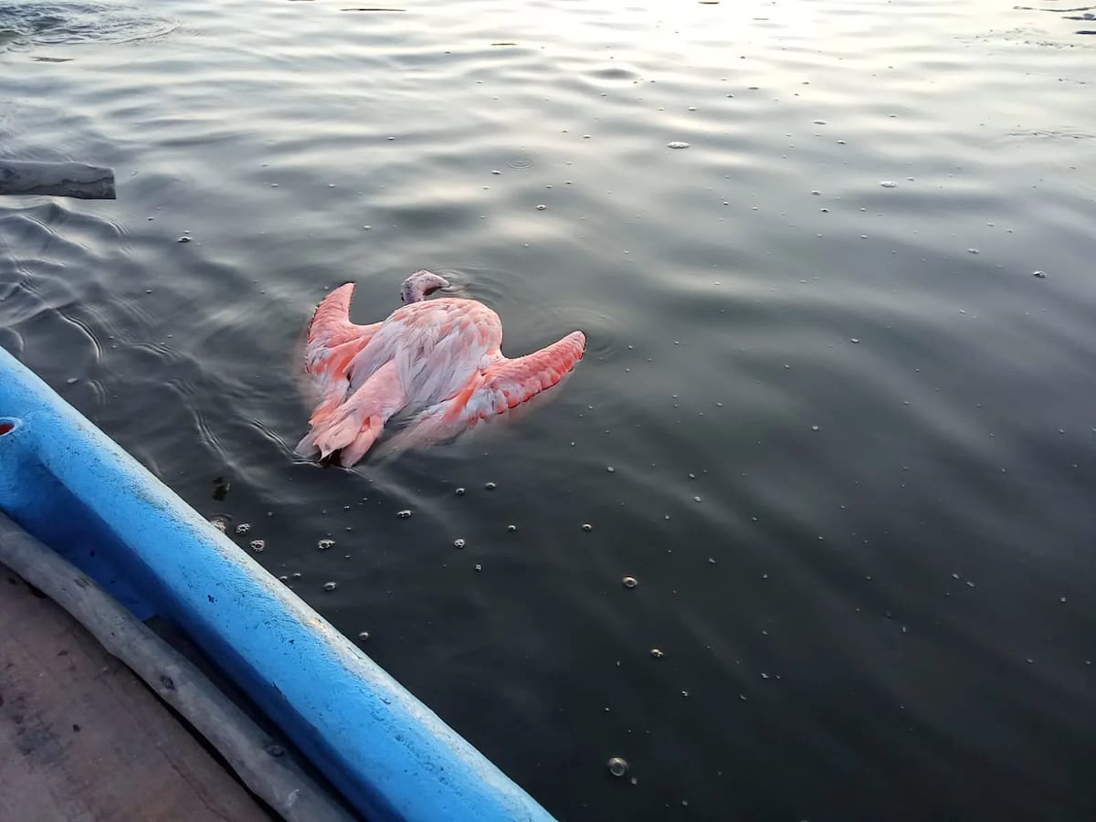 Se han encontrado varios flamencos sin vida. // Cortesía