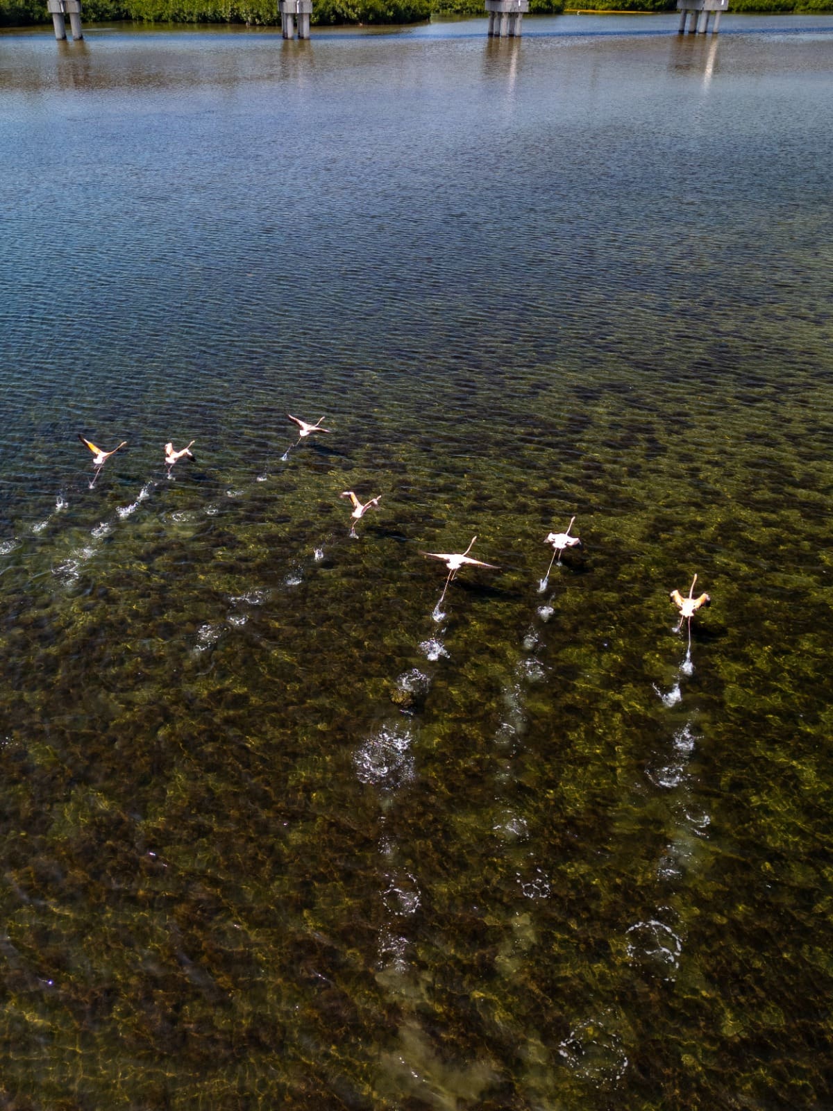 Más de 100 flamencos rosados avistaron en la Ciénaga de la Virgen en Cartagena. // Foto: Cortesía - Alcaldía de Cartagena.