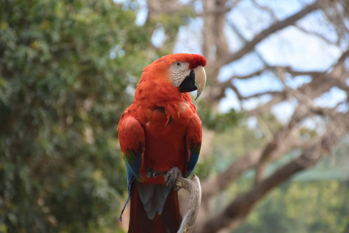 Guacamayo rojo escarlata.