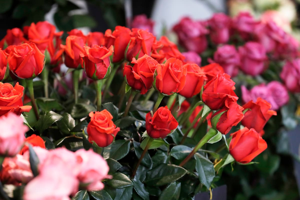 Flores por San Valentín. // Foto: EFE