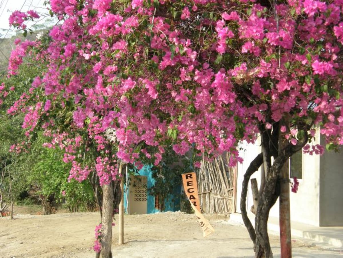 Las trinitarias o veraneras son de esas plantas que se desbordan en belleza para el deleite de los amantes de la naturaleza. En Cartagena son las más apetecidas para adornar los balcones de las casas coloniales. LEDIS CARO D. - EL UNIVERSAL -