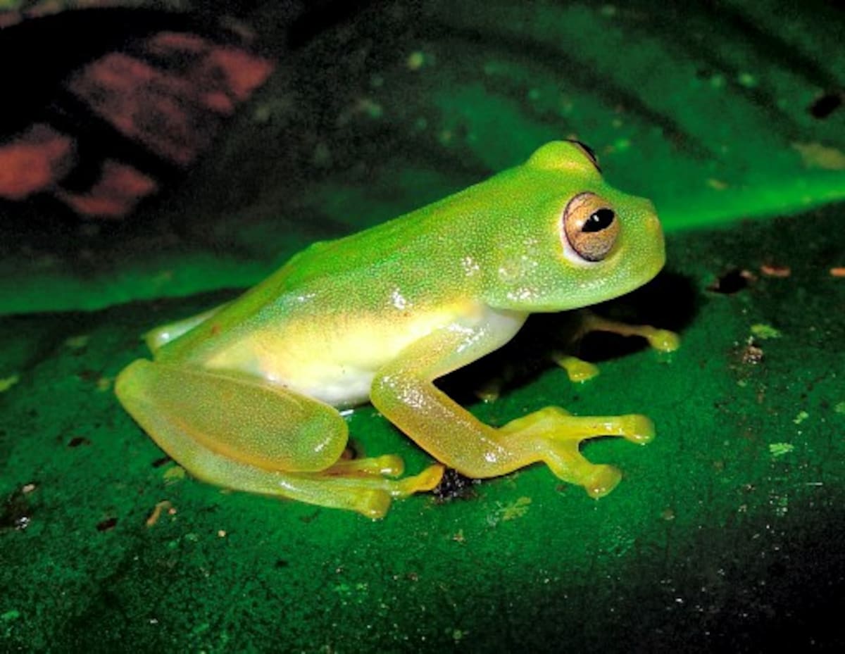 En 2006, el Ministerio de Ambiente, Vivienda y desarrollo Territorial, anunció el hallazgo de diez nuevas especies de anfibios en la selva del Darién, específicamente en el Cerro Takarkuna. En la foto la Rana de Cristal de Roca.