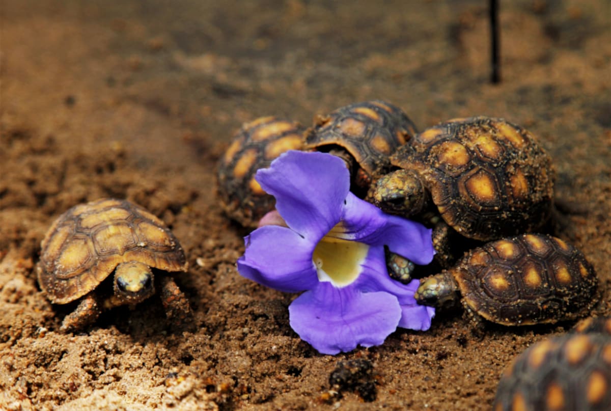 Tortugas en el parque temático Vivarium del Caribe.