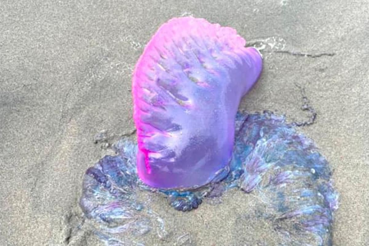 Piden prevención por Fragata Portuguesa en playas de Cartagena