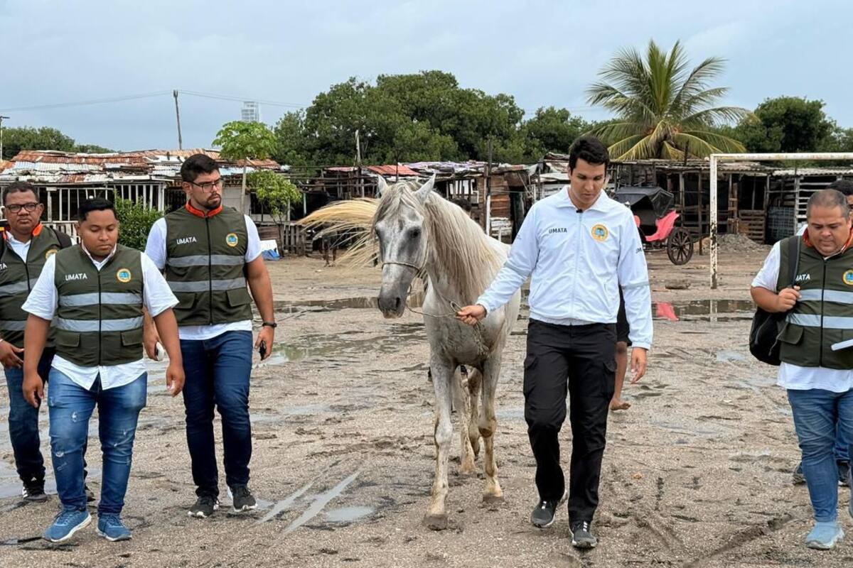 Arranca “jubilación” de caballos cocheros en Cartagena: así puede adoptar
