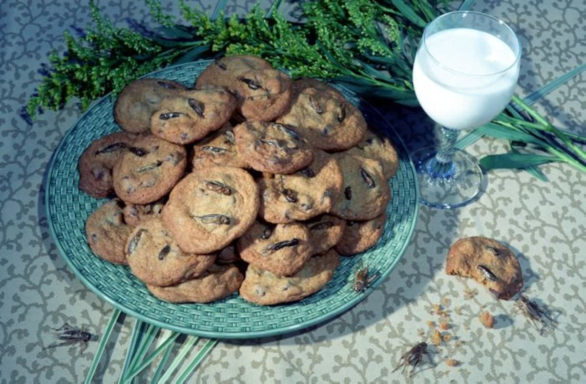 Galletas de grillos.