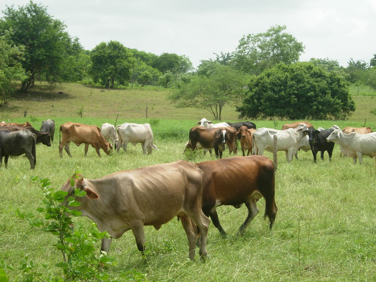 La trazabilidad de los bovinos también incluirá información sobre los predios de origen. //Archivo - El Universal.