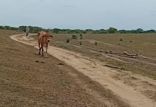 Bolívar, con las mayores pérdidas en el sector ganadero por efectos climáticos