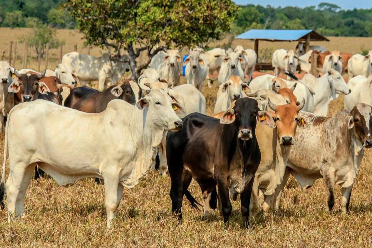 $123.632 millones, desembolsos de créditos de Finagro en Bolívar