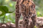 Descubren una nueva especie de felino silvestre: así es el gato tilcayo