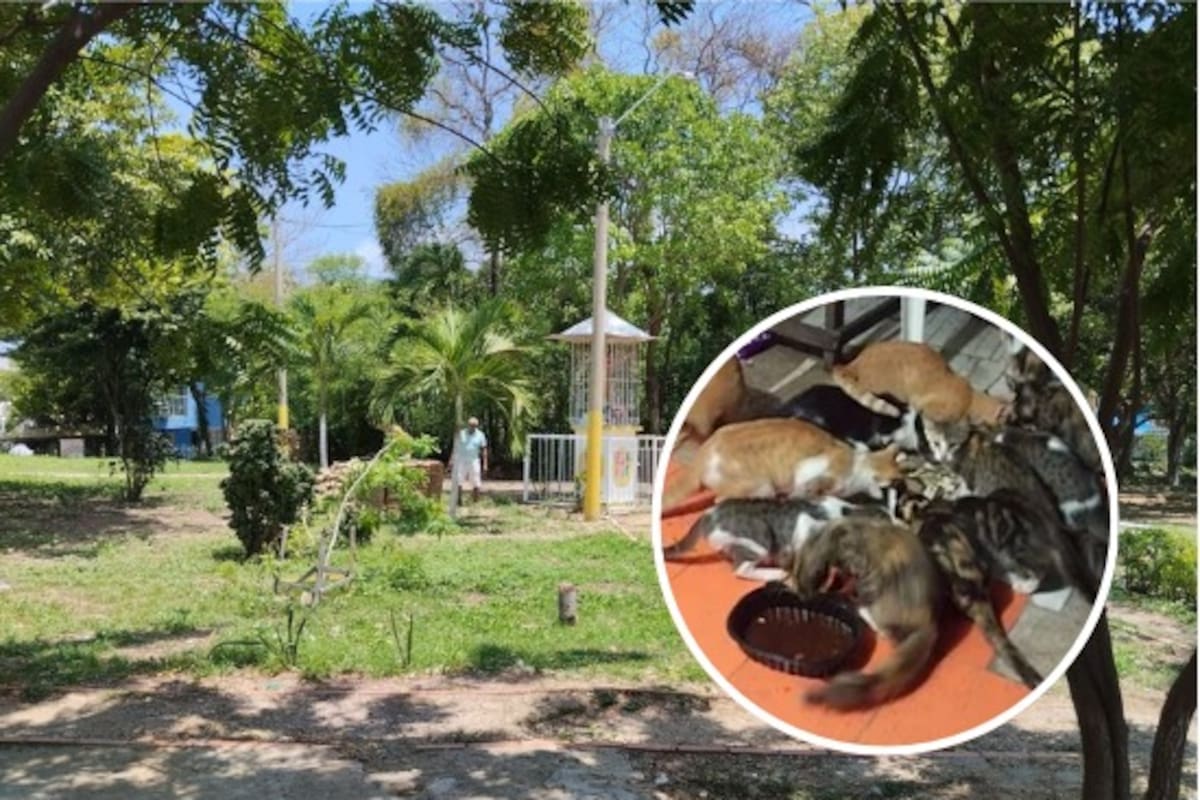 Proliferación de gatos en parque de Altos del Campestre alarma a residentes del sector