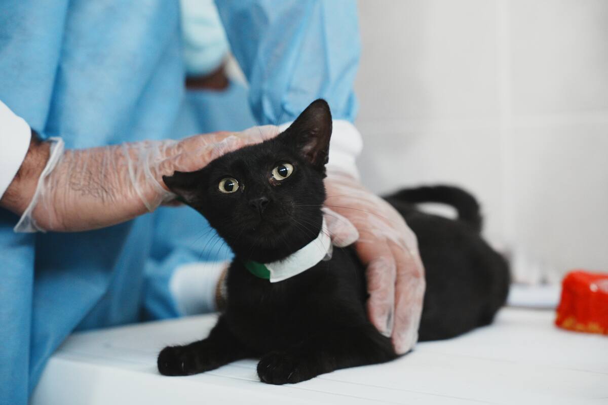Uno de los gatos reubicados en el centro veterinario. // Foto: cortesía