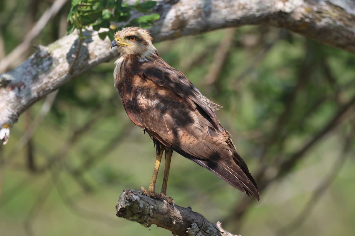 Un gavilán colorado para ilustrar el avistamiento de aves en Bolívar. // Foto: Cortesía - Sociedad Ornitológica de Bolívar.