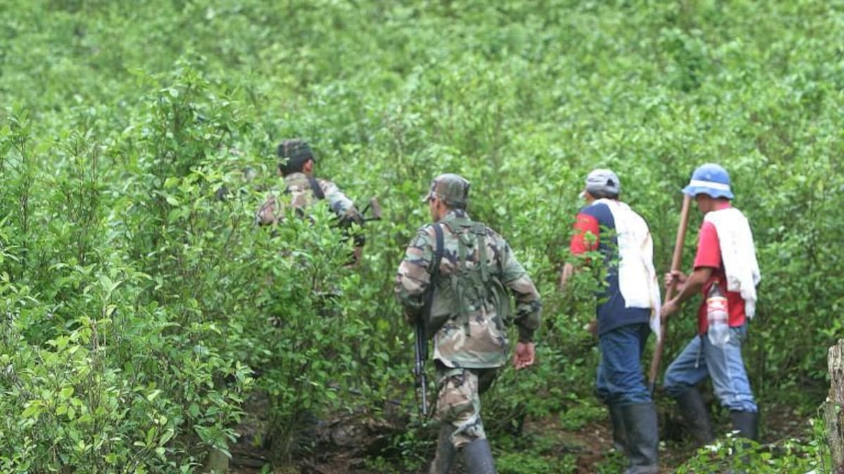 El Gobierno de Donald Trump anunció en mantener la descertificación en materia de lucha antidrogas para Colombia. // Foto: Ideas para la Paz.
