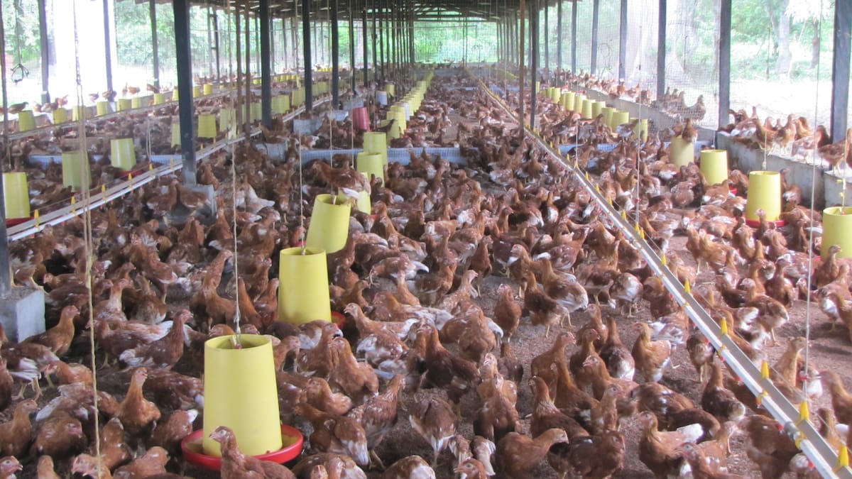 En Colombia hay más de 5 mil granjas avícolas. // Archivo