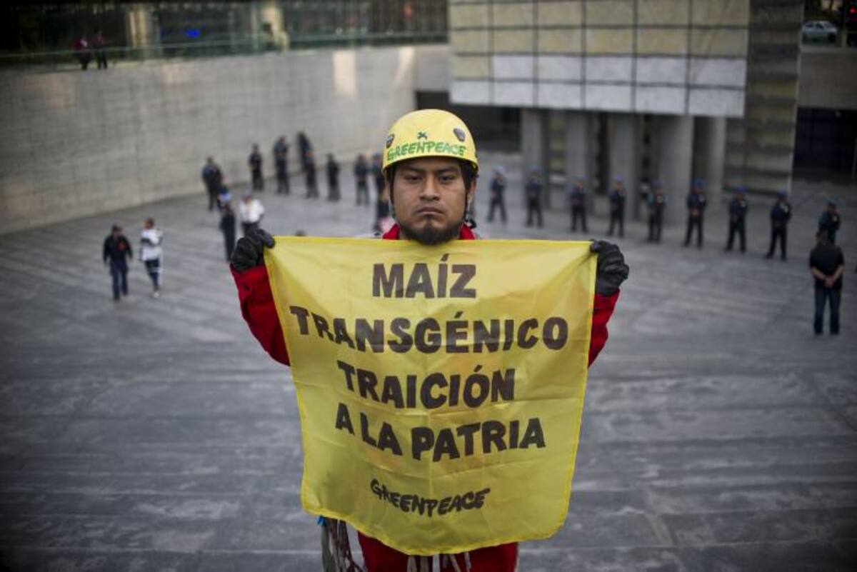 Greenpeace protesta por maíz transgénico en México. AFP