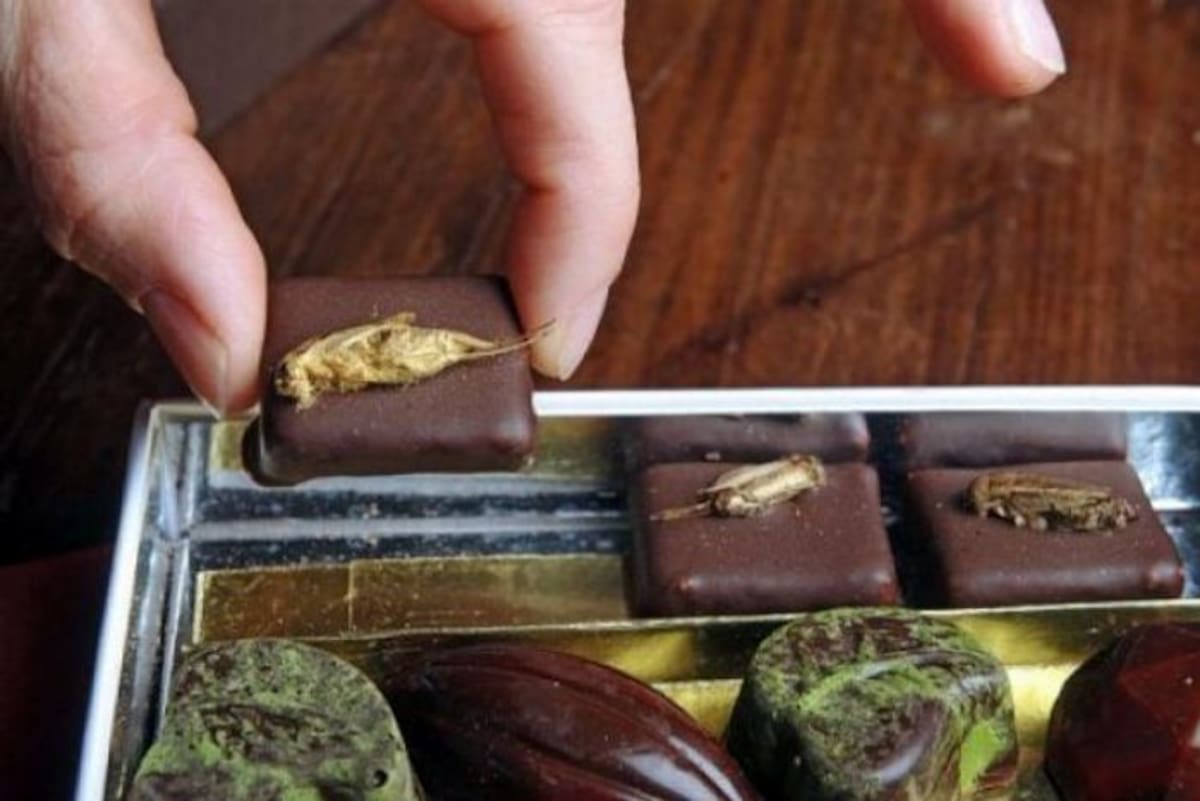 Los insectos se sirven achocolatados.